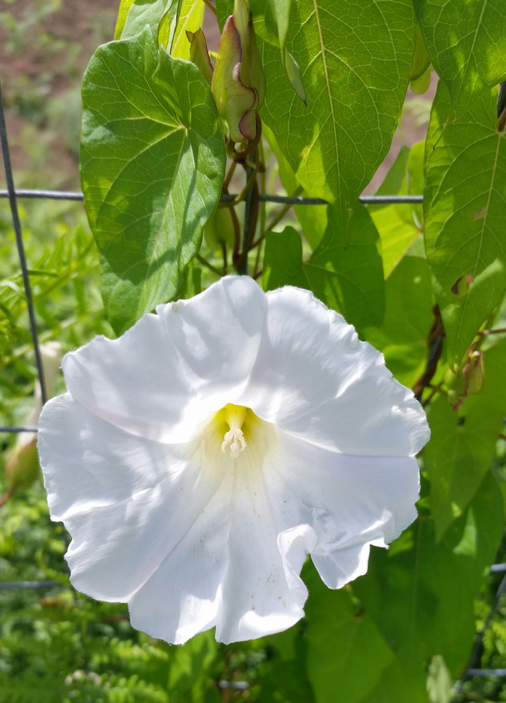 Calystegia sepium
